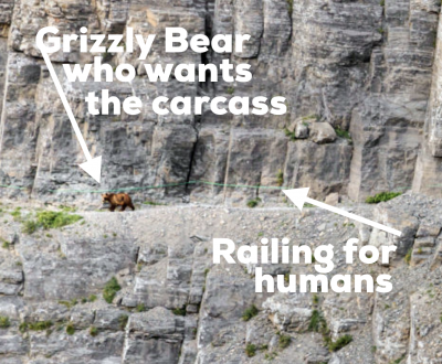 bear rock labeler expert