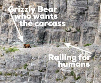 bear on trail